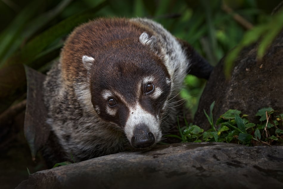 Wildlife Encounters at Montaña de Fuego: Nature Close to Your Door